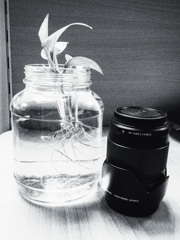 ミニアクアリウム