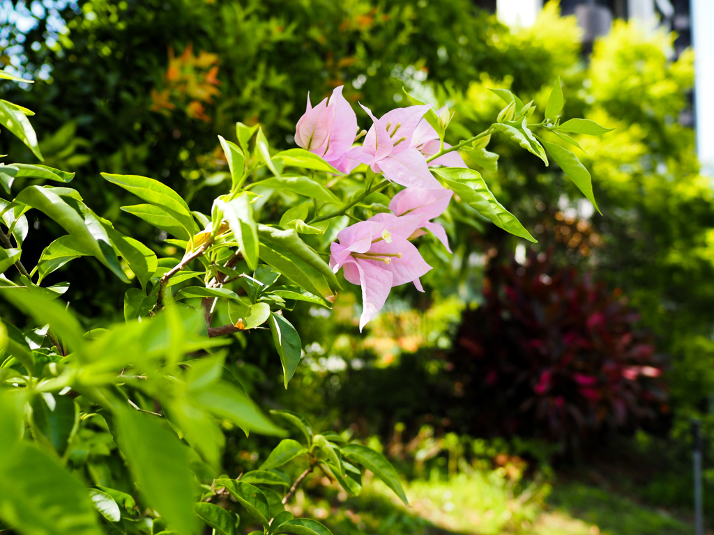 花