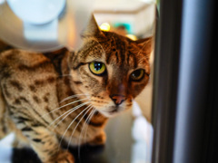 猫カフェ