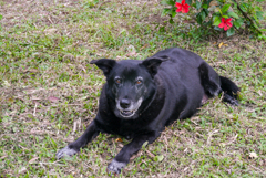 クロちゃん。。。