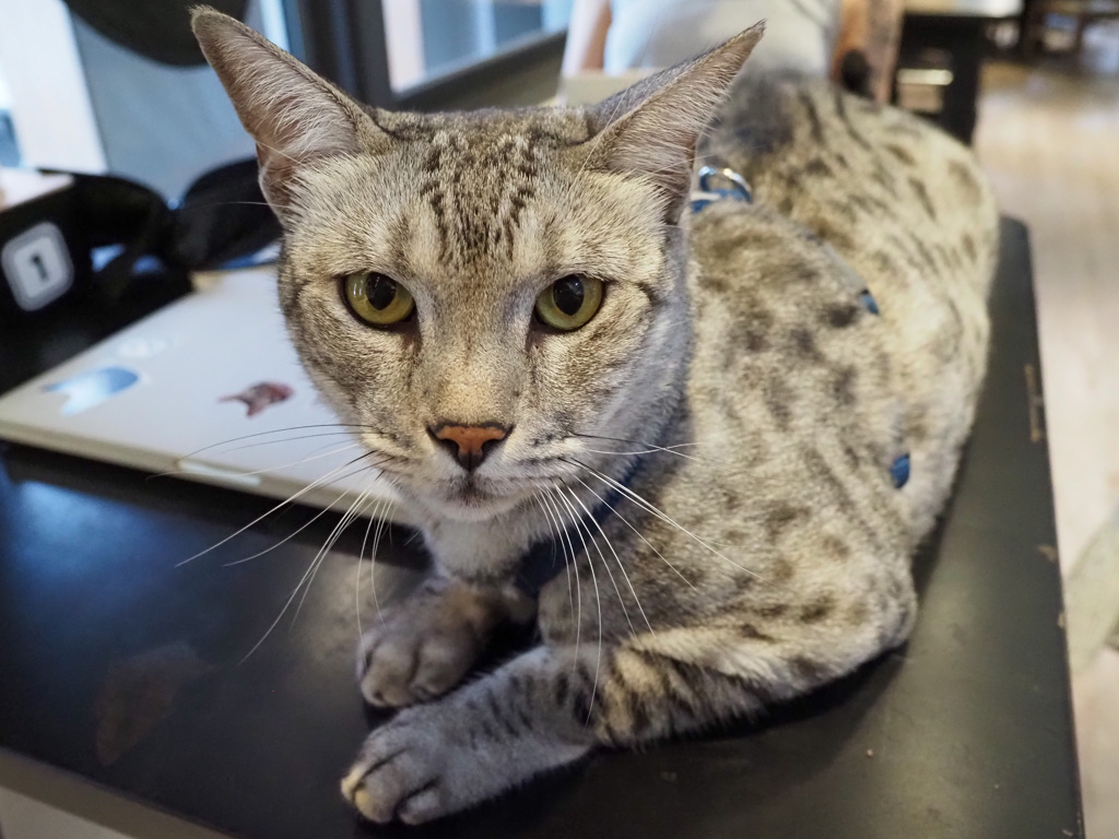 猫カフェ