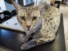 猫カフェ