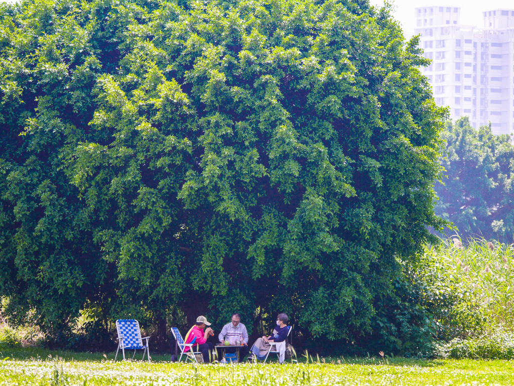 木陰でのんびり
