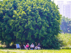 木陰でのんびり