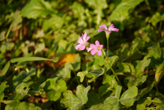 小さな花