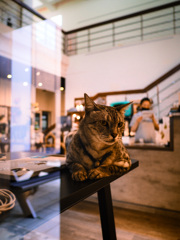 猫カフェ