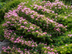 花園
