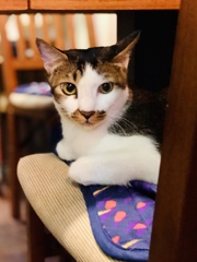 [00014I8P] 喫茶店の猫