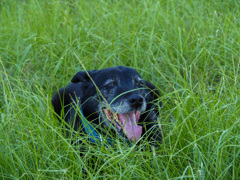 39度でもう勘弁して〜