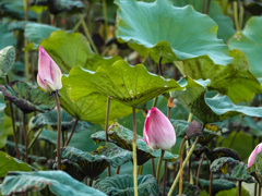 New Taipei Metropolitan Park