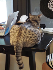 猫カフェ