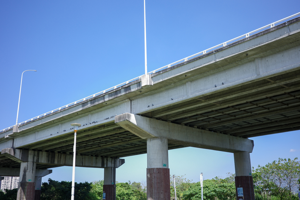 43羽撮れました。