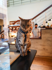 猫カフェ