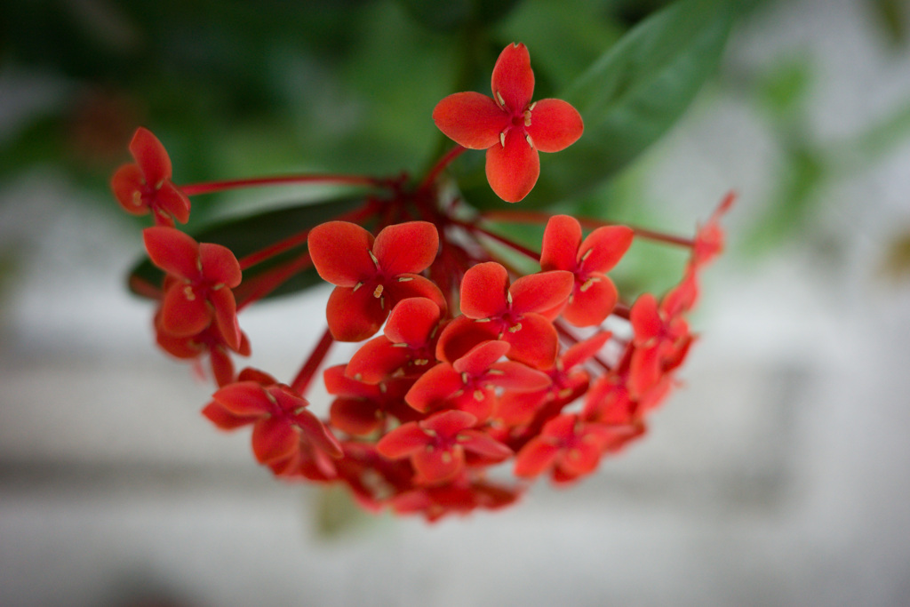 花