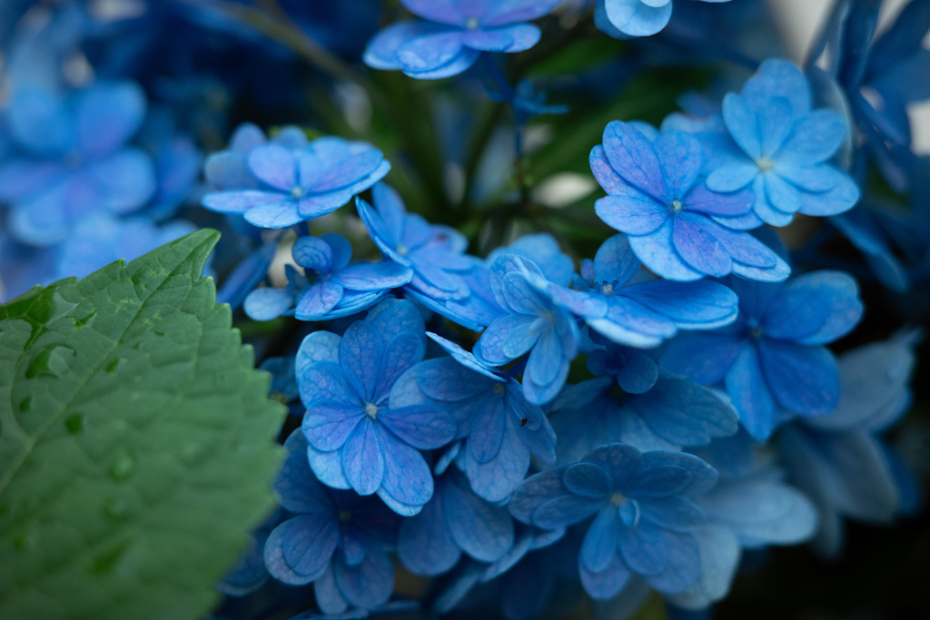 紫陽花−1