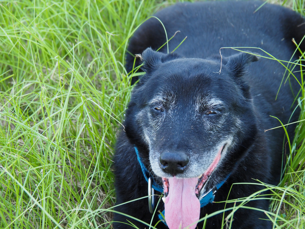 39度でもう勘弁して〜