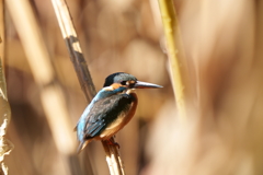 蓮池の中のカワセミ