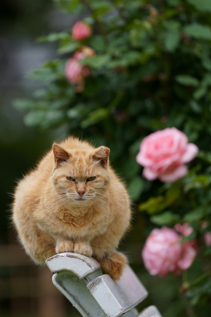 バラ園の猫