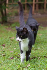 直列猫