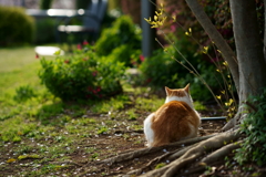 黄昏の猫