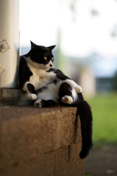 くつろぐ猫