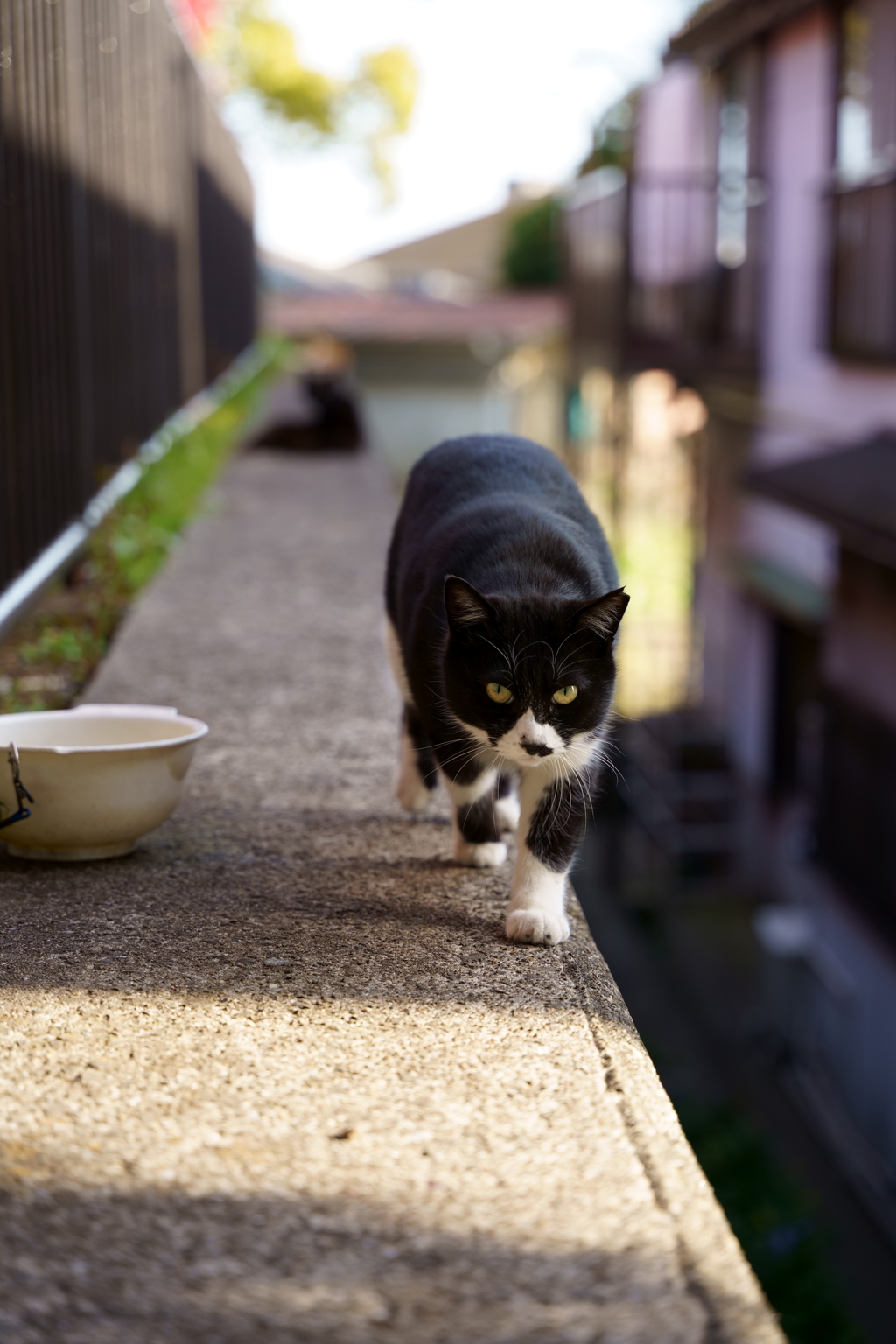 猫接近中