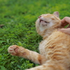 猫をなでる