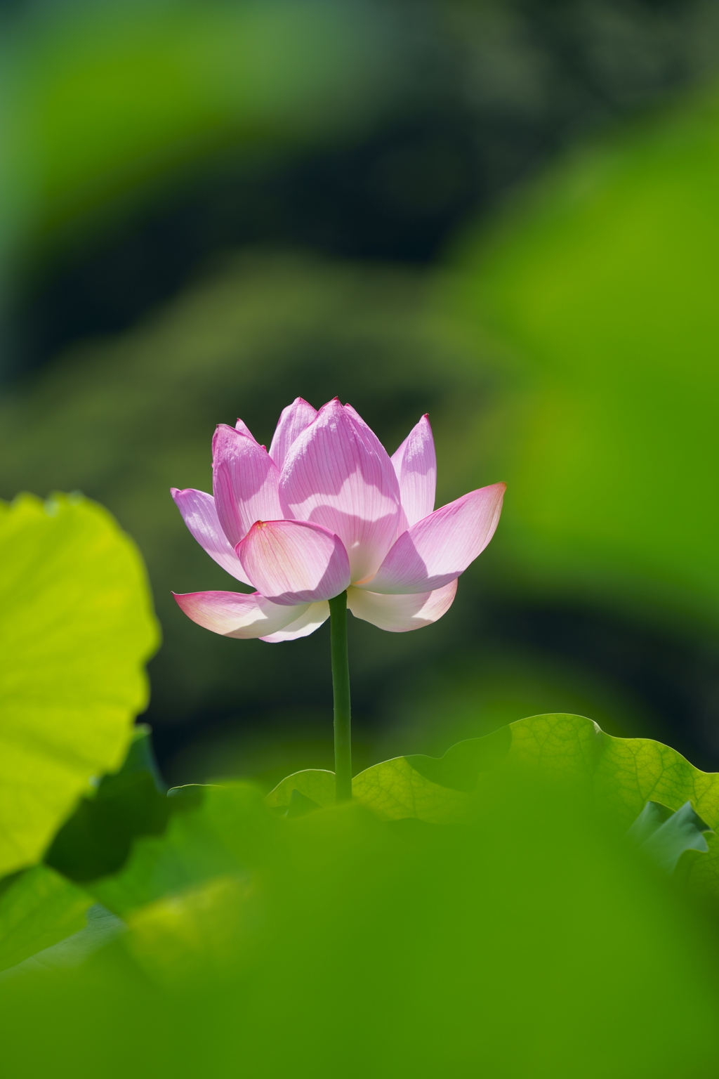 三渓園の蓮