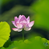 三渓園の蓮