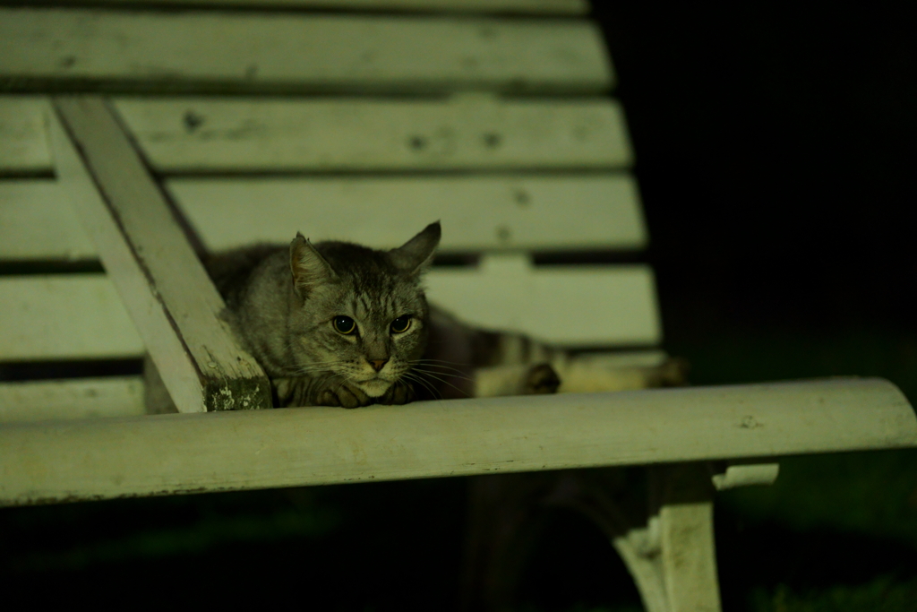 深夜の猫②