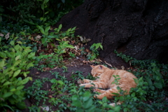 木の下で眠る猫