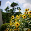 港の見える丘公園にて