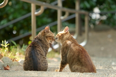 いつも一緒の2匹