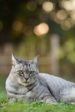 猫のポートレート