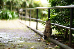 雨上がりの猫