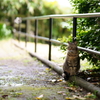 雨上がりの猫