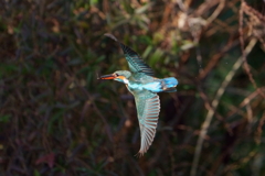 魚をくわえて飛ぶカワセミ