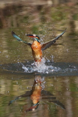 カワセミのバンザイポーズ