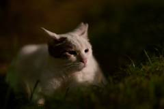 深夜の猫①