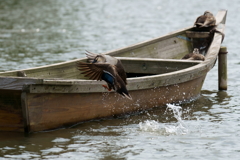 舟に飛び乗る鴨