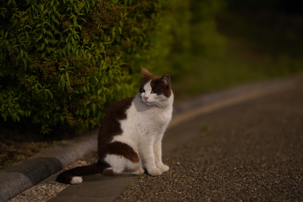 夜の猫は瞳が大きくてかわいい
