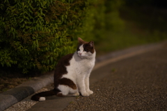 夜の猫は瞳が大きくてかわいい