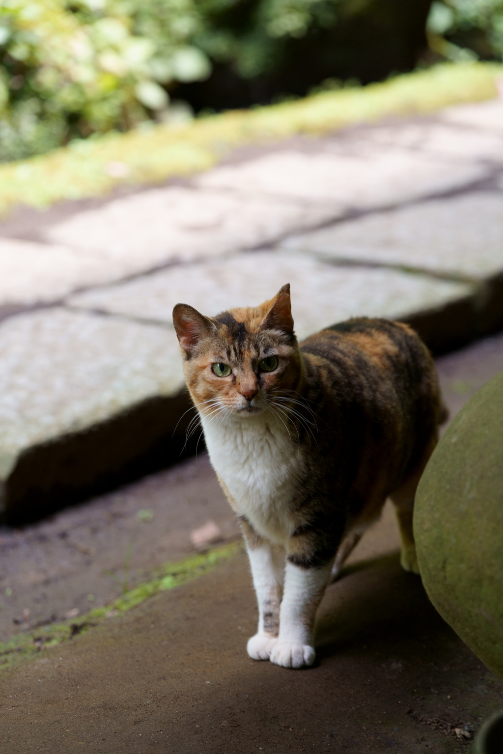 三渓園の猫