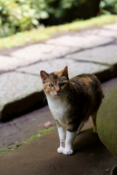 三渓園の猫