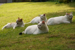 菱形に並んだ猫
