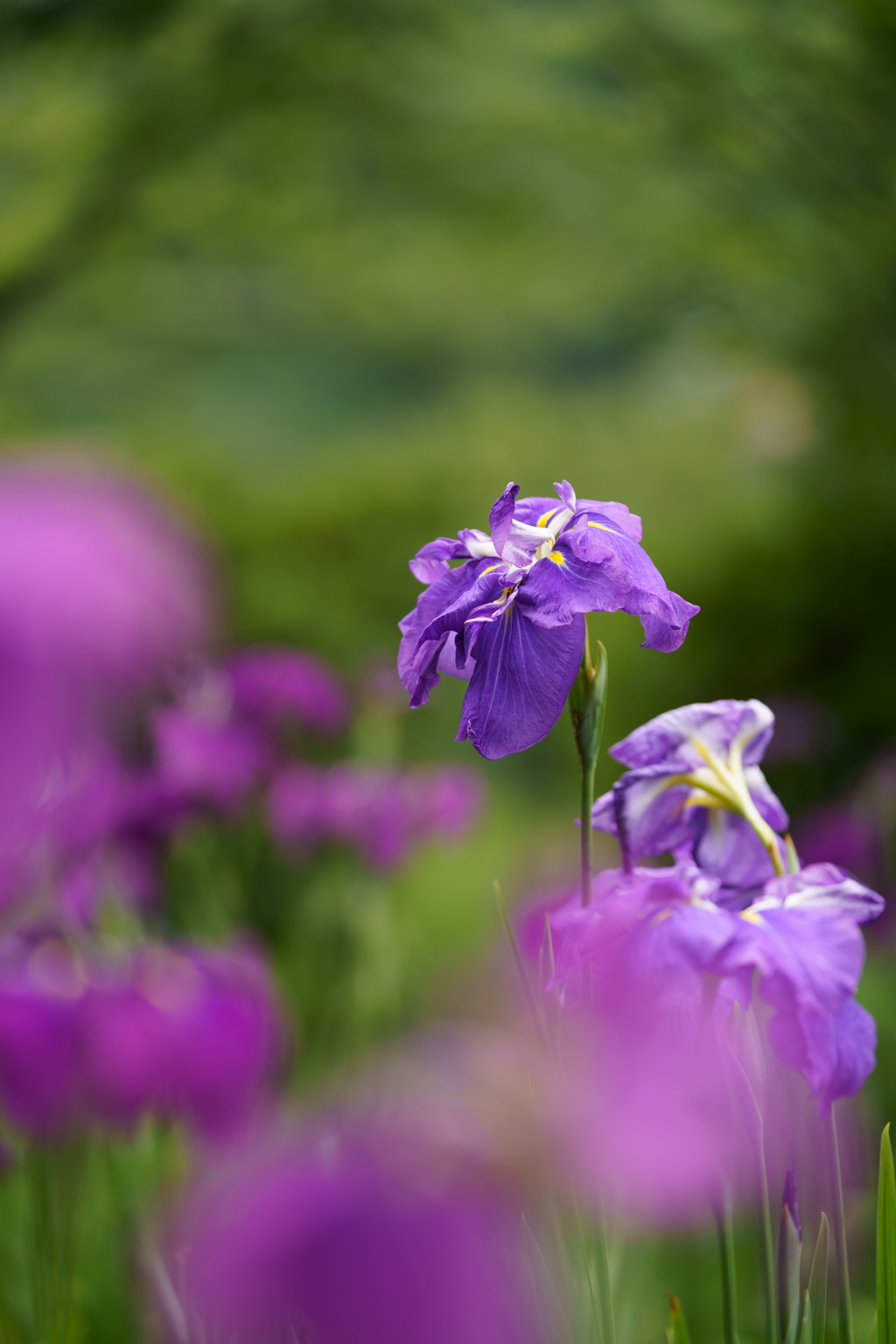 三渓園の花菖蒲