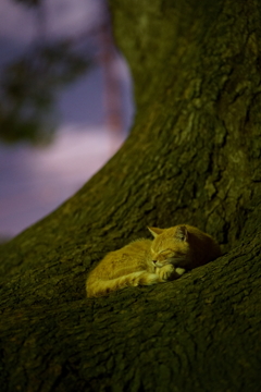 大木の根に乗って眠る猫