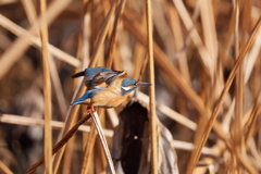 飛び立つカワセミ