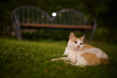 夜の公園にて②