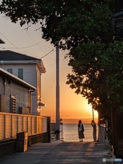 マリーゴールドに誘われて